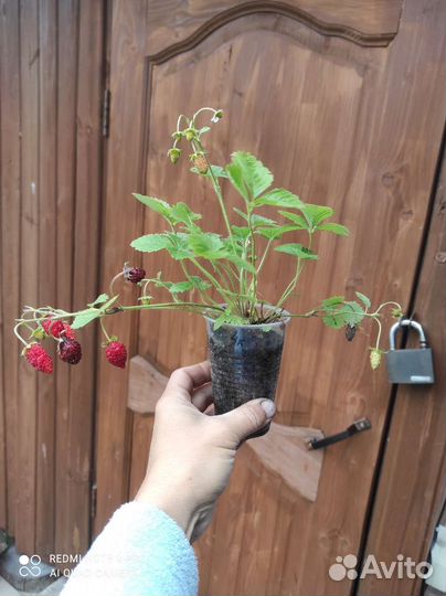 Земляника ремонтантная