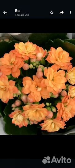 Каландива Оранжевая