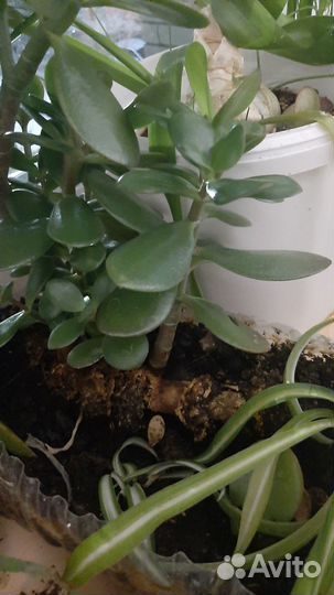 Толстянка - денежное дерево