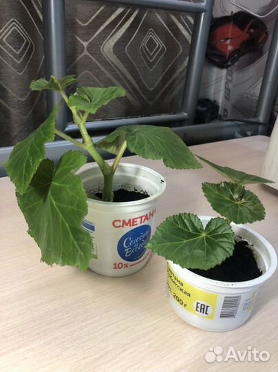 Бегония элатиор желтая