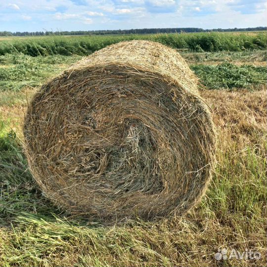 Сено в рулонах 2023