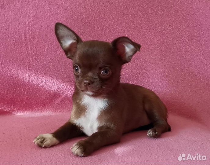Чихуахуа девочка