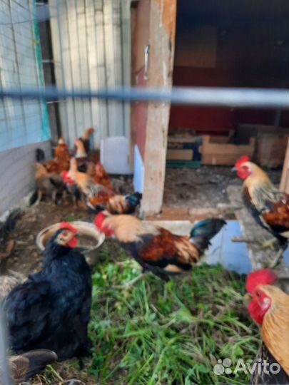 Декоративные петушки