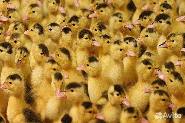 Утята муларды