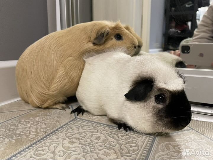 Морские свинки