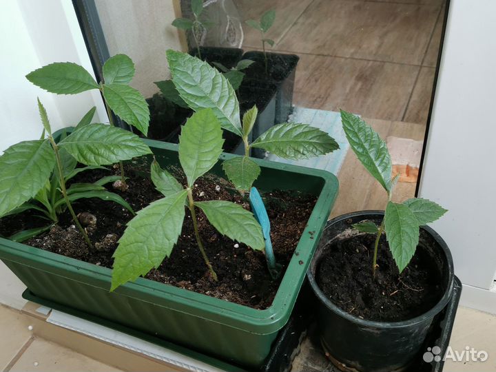 Саженцы мушмулы