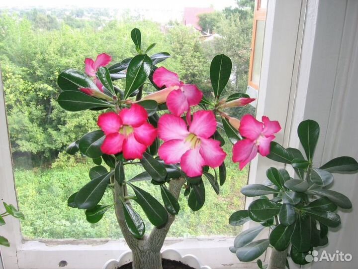 Семена Адениума