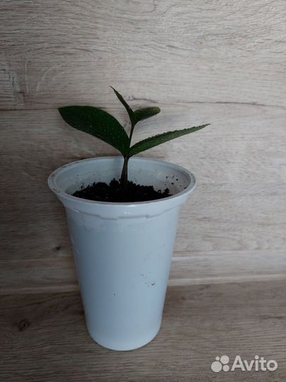 Замулькактус