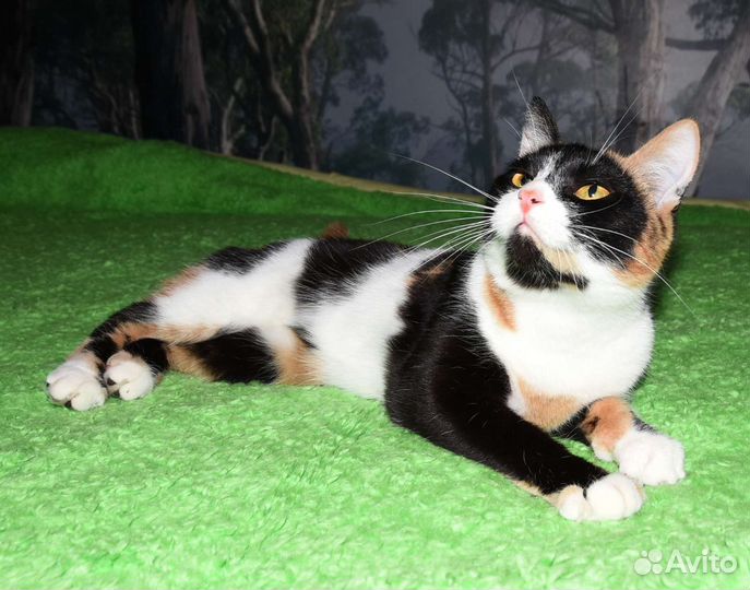 Кошки в добрые руки