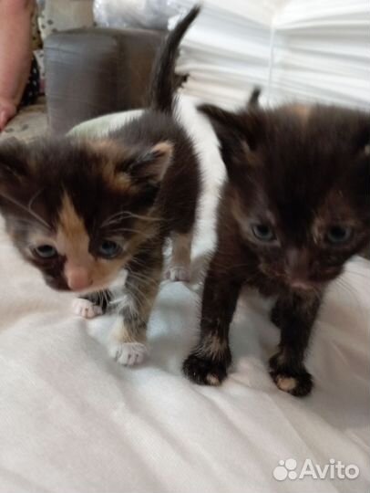 Кошка в дар