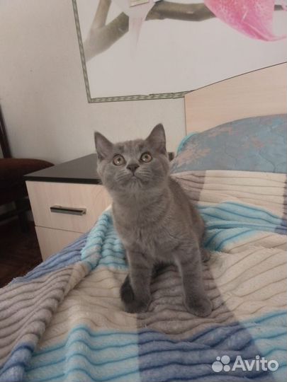 Кошечка помесь британец с шотландкой