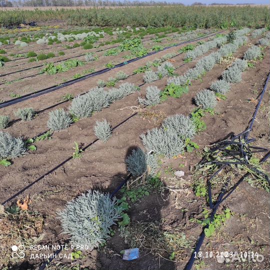 Лаванда широколистная