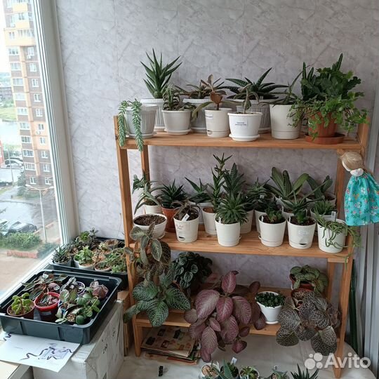 Суккуленты для новичков