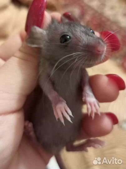 Декоративная крыса дамбо