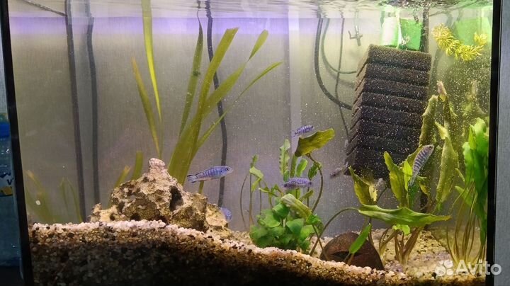 Аквариум с тумбой 60 литров