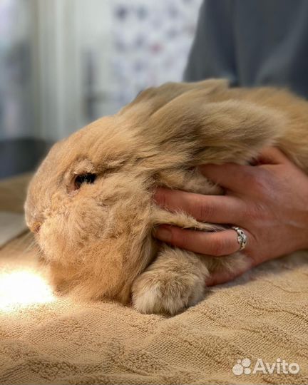 Ветеринарный врач, Ветеринарная помощь на дому