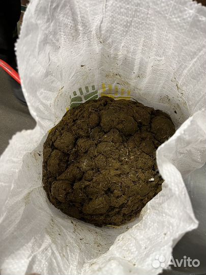 Конский навоз