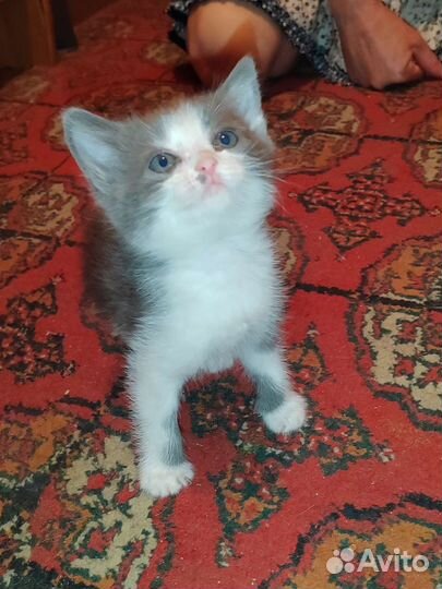 Кошка в дар