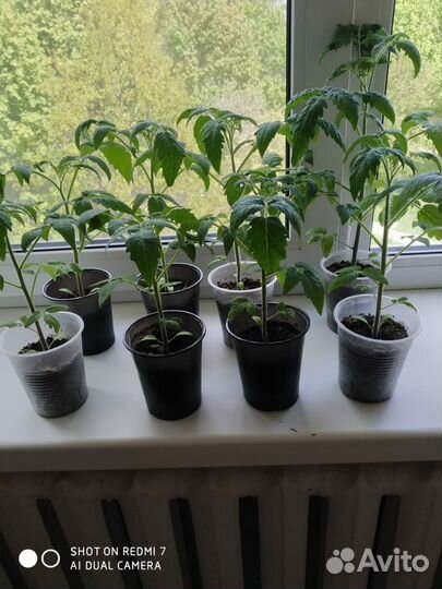 Рассада помидоров