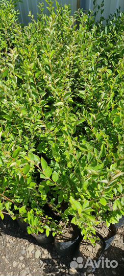 Кизильник блестящий