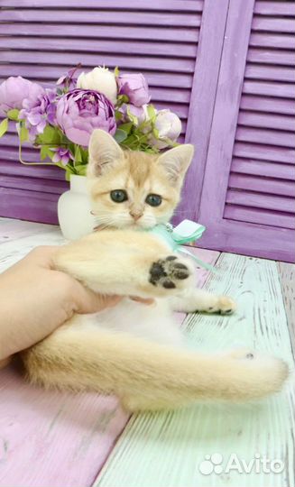 Котик золотая шиншилла ny12 с прививками