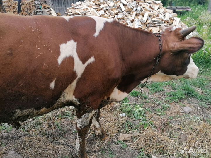 Сельхоз животные