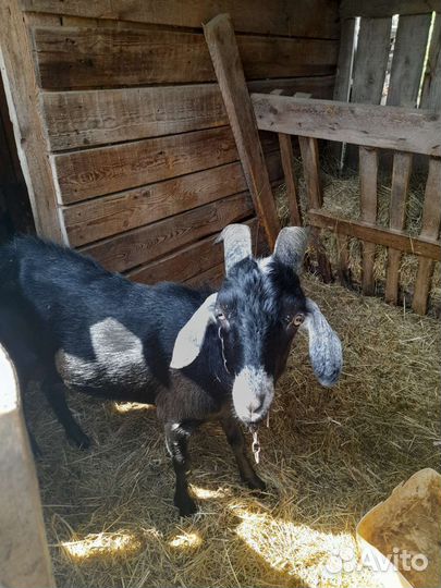 Телка и козёл