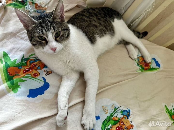 Котик напрокат с доставкой
