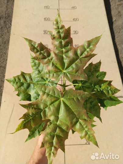 Саженцы канадского клена 50 см