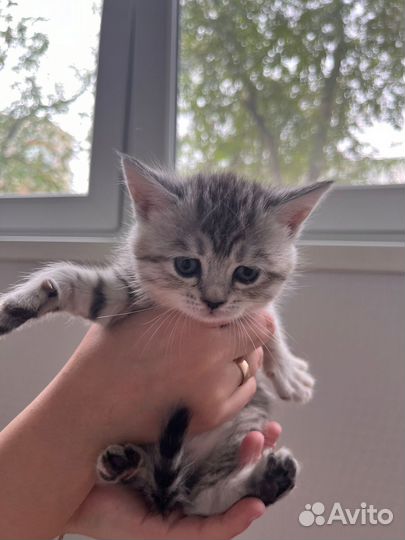 Шотландская кошечка