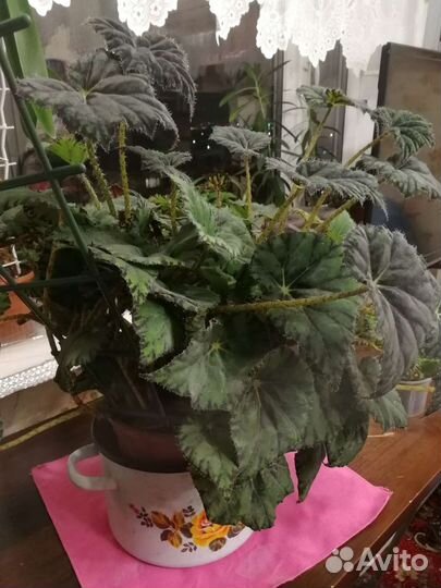 Бегония королевская