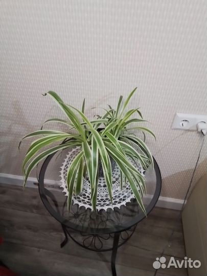 Хлорофитум