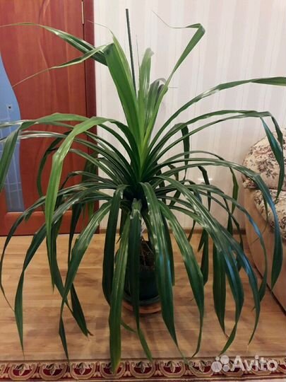 Комнатное растение