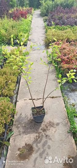 Ирга ламарка