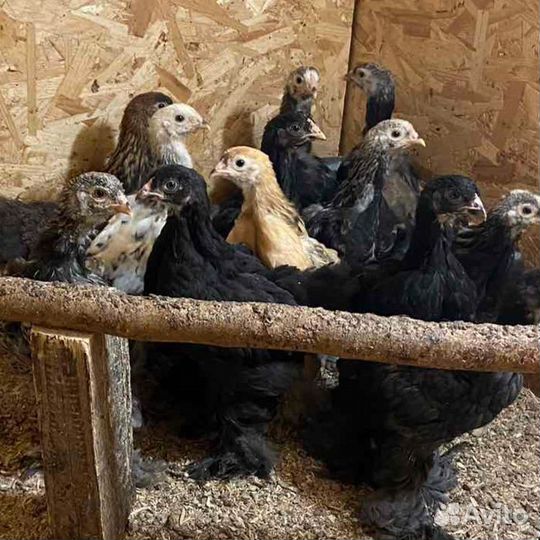 Курочка петушки Брама