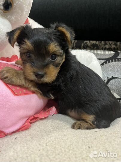 Йоркширский терьер