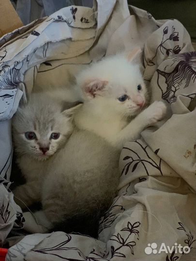 Сибирские котята