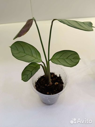 Комнатные растения по 150