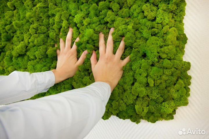 Панели мха. Стабилизированный мох