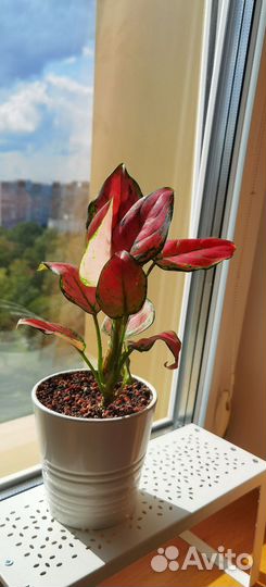 Аглаонема Пинк