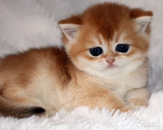 Котята золотые британские шиншиллы