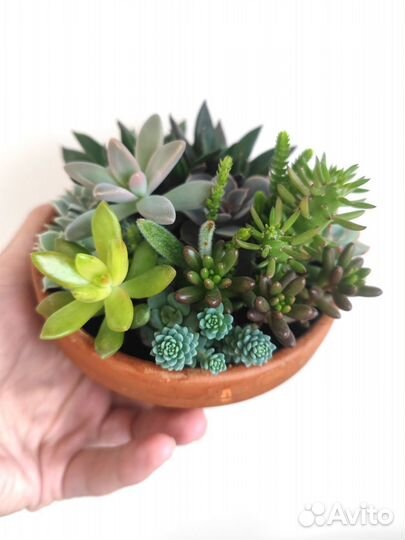 Суккуленты