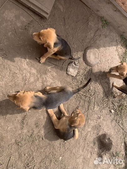 Щенки русской гончей