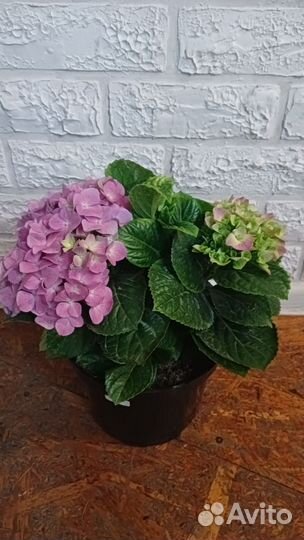 Гортензия крупнолистная Бэль Седакшен