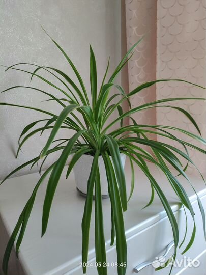 Хлорофитум