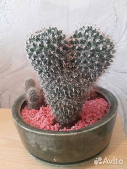 Кактусы большие