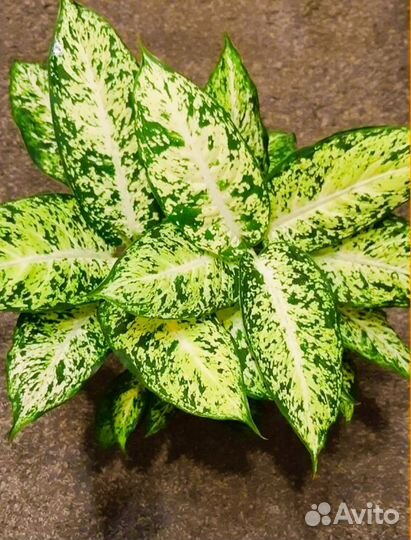 Гинура, Диффенбахия Ами