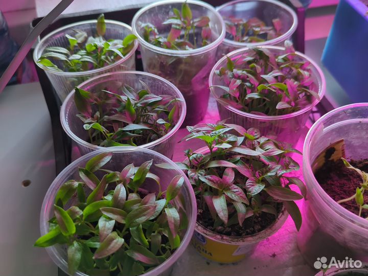 Рассада для пикировки