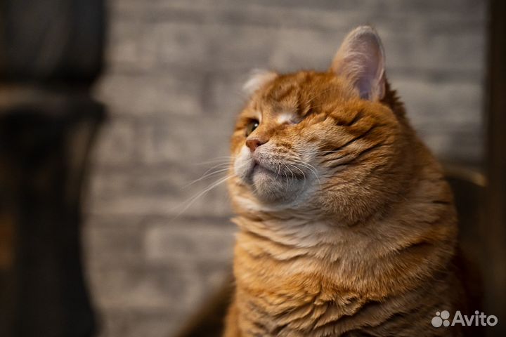 Ласковая рыжая плюшка Наташа