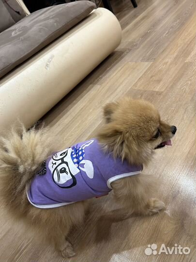 Одежда для собак